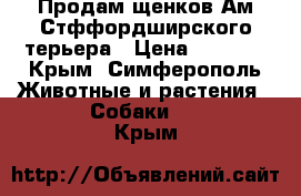 Продам щенков Ам.Стффордширского терьера › Цена ­ 5 000 - Крым, Симферополь Животные и растения » Собаки   . Крым